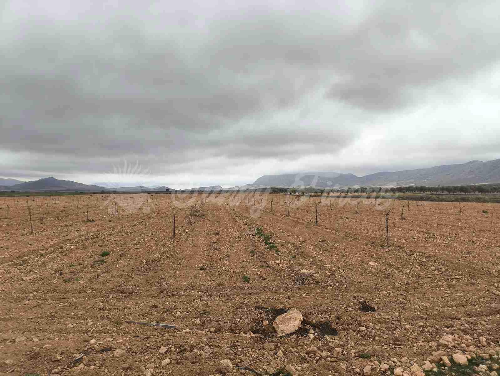 Building Plot for sale in Yecla - € 47,000 (Ref: 9720931)