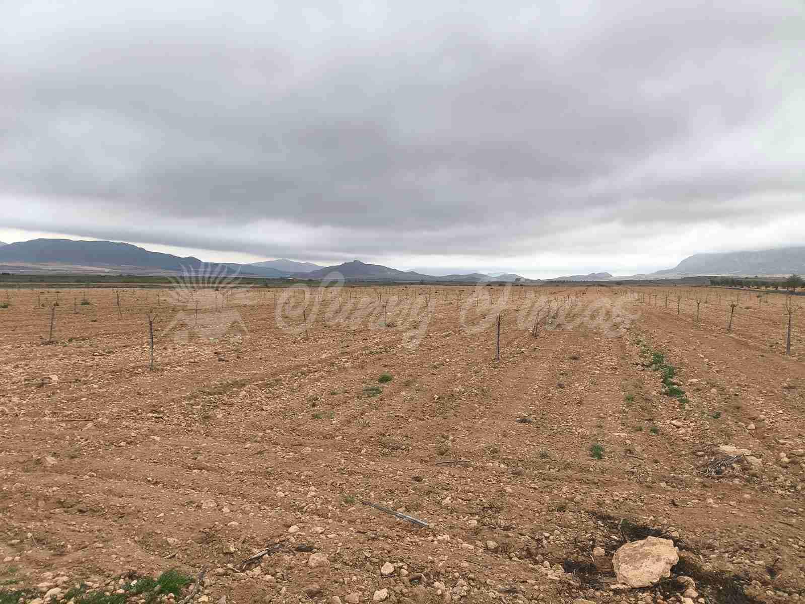 Building Plot for sale in Yecla - € 47,000 (Ref: 9720931)