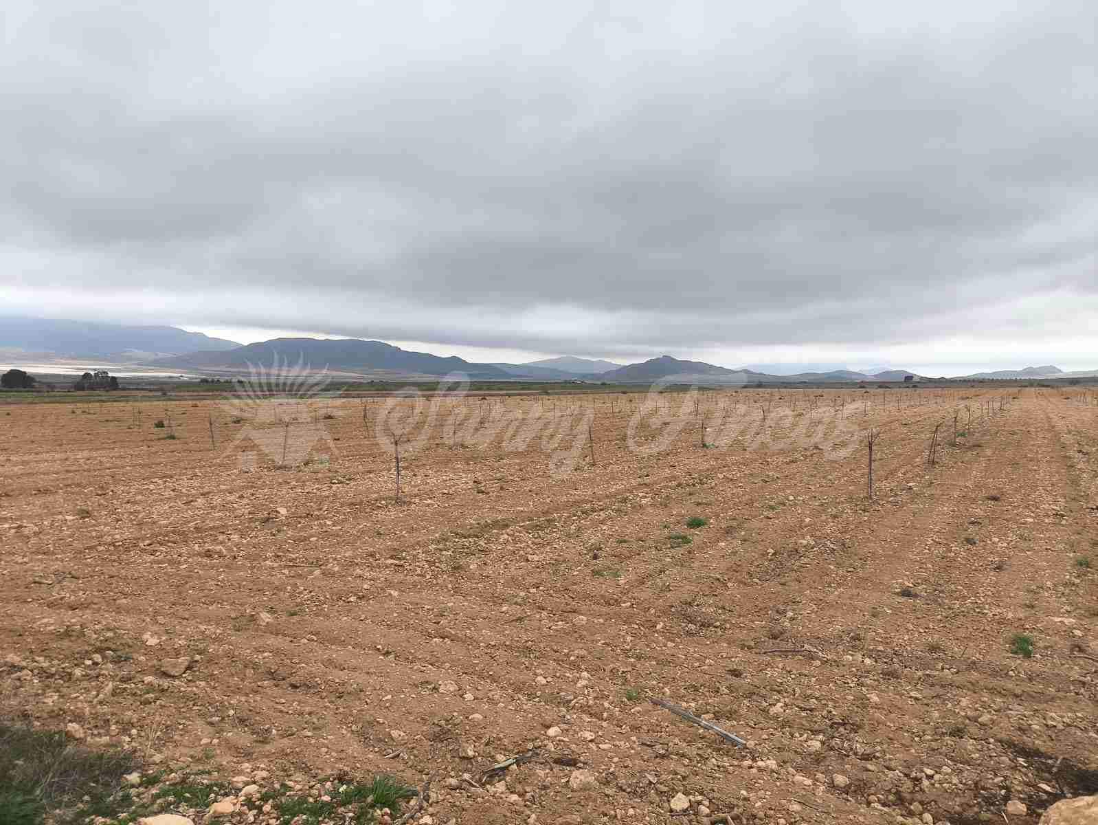 Building Plot for sale in Yecla - € 47,000 (Ref: 9720931)