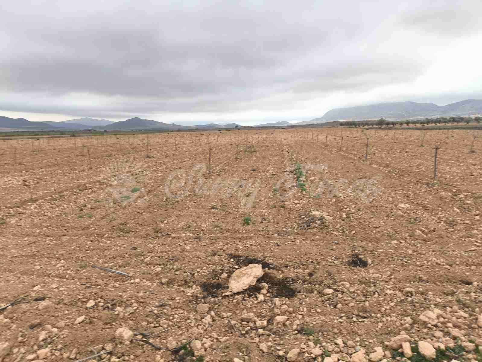 Building Plot for sale in Yecla - € 47,000 (Ref: 9720931)