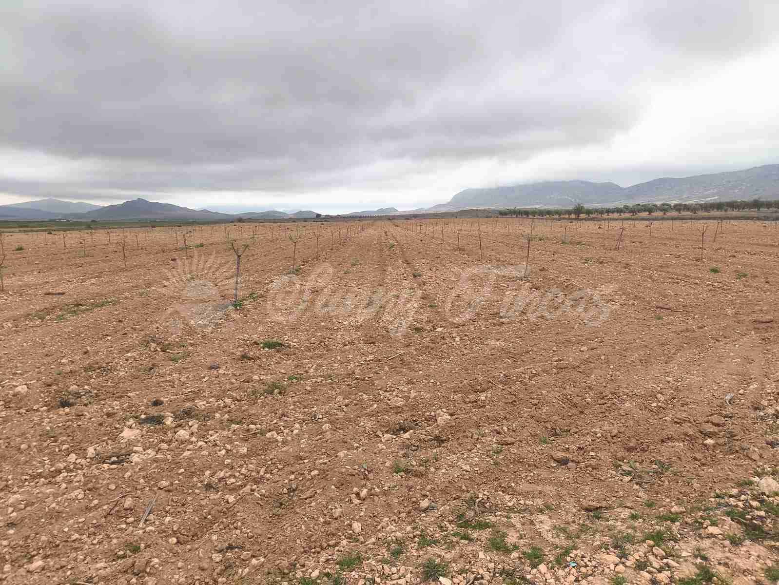 Building Plot for sale in Yecla - € 47,000 (Ref: 9720931)