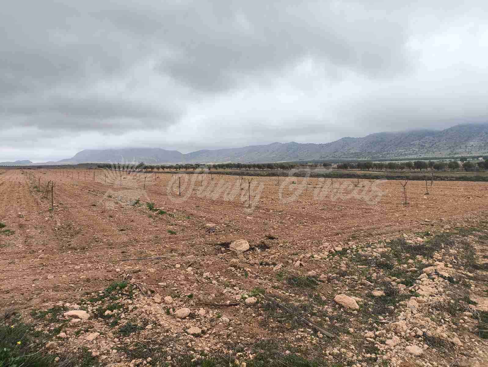 Building Plot for sale in Yecla - € 47,000 (Ref: 9720931)