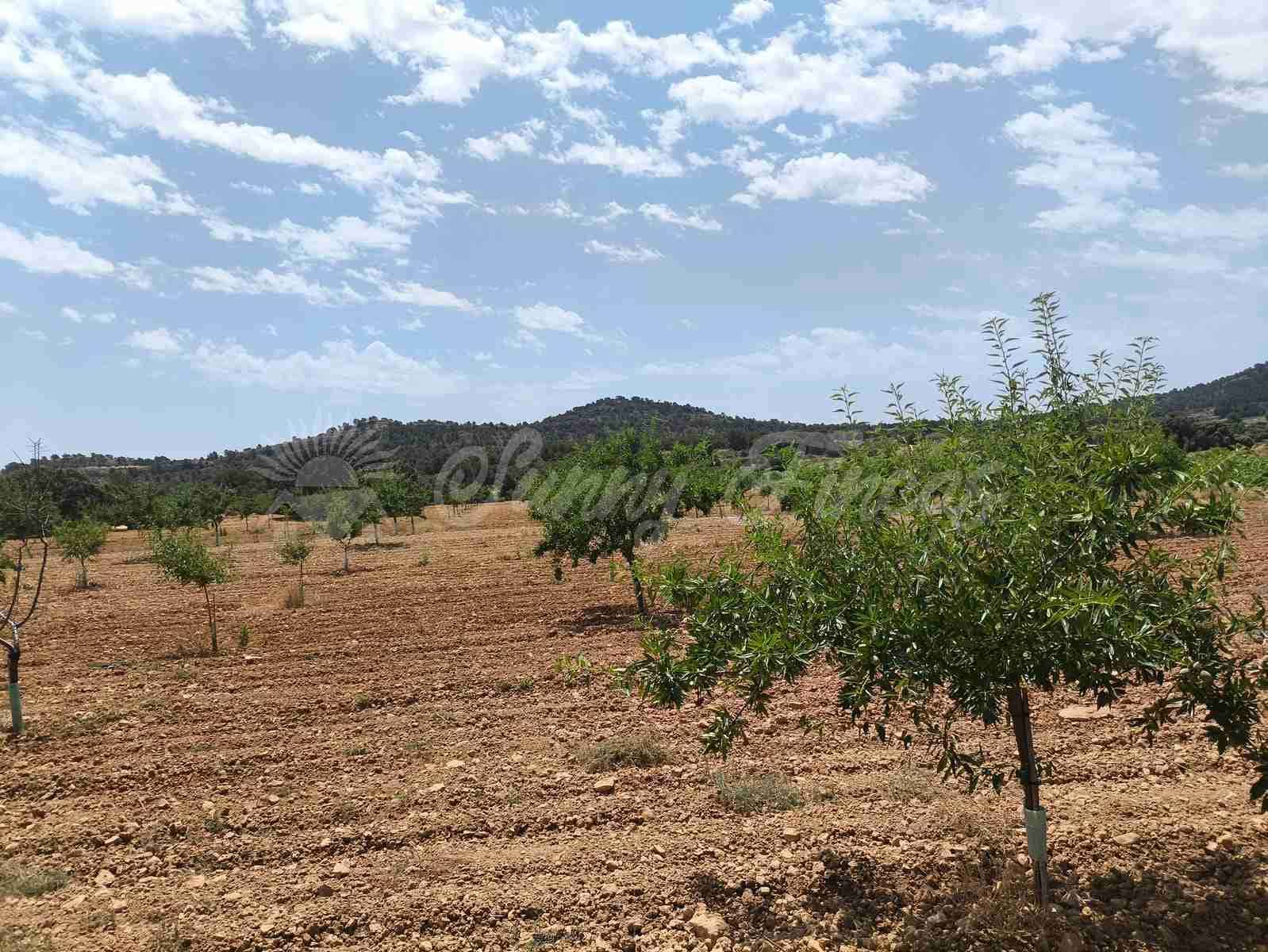 2 bedroom Finca/Country House for sale in Jumilla - € 58,000 (Ref: 9841087)