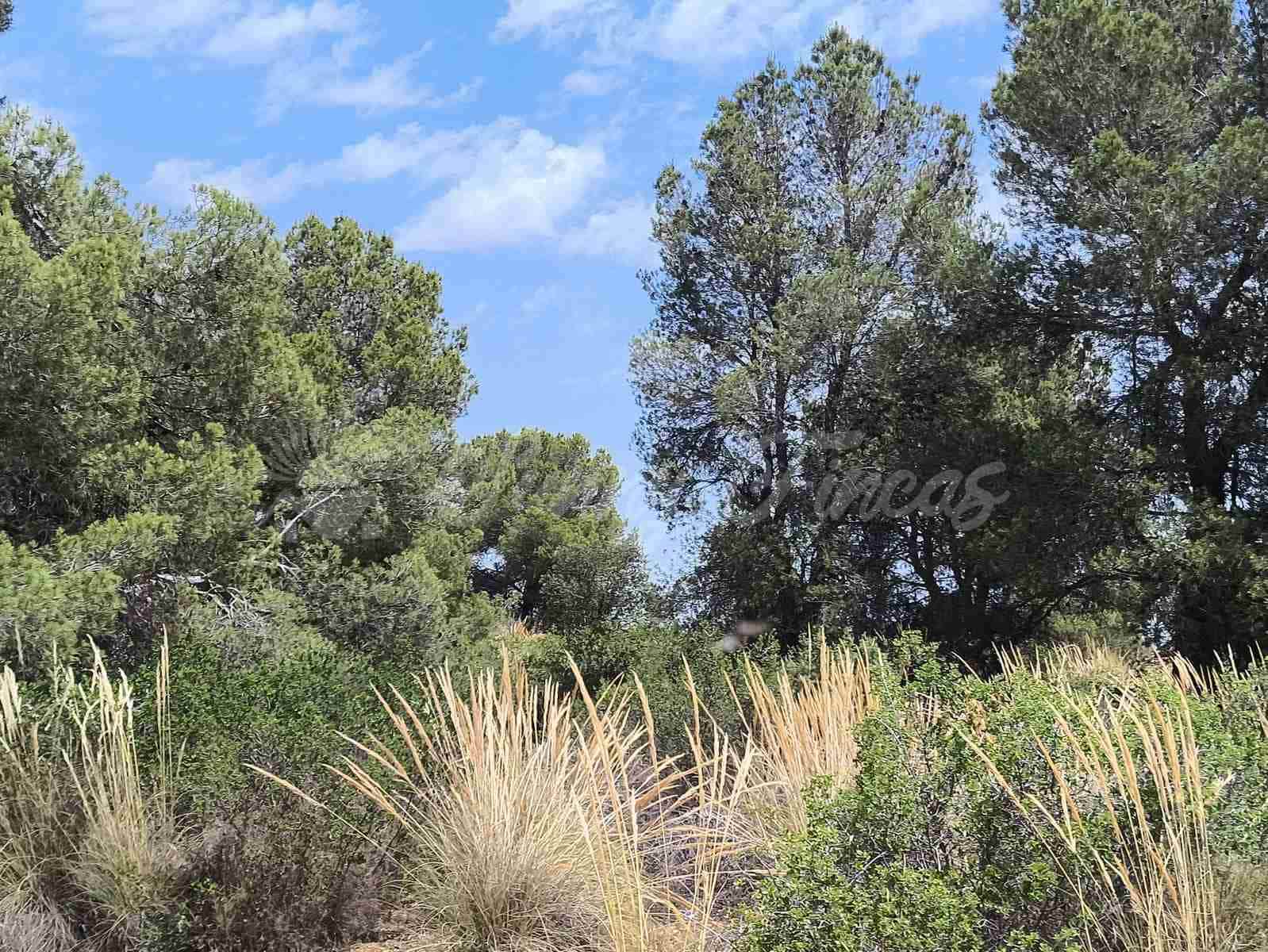 2 bedroom Finca/Country House for sale in Jumilla - € 58,000 (Ref: 9841087)