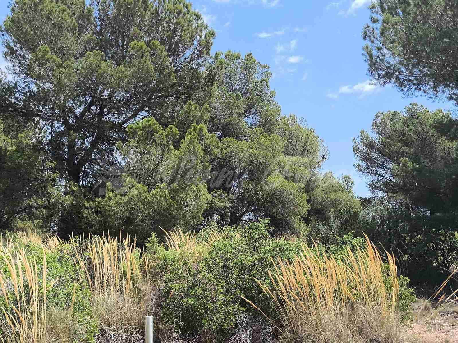 2 bedroom Finca/Country House for sale in Jumilla - € 58,000 (Ref: 9841087)