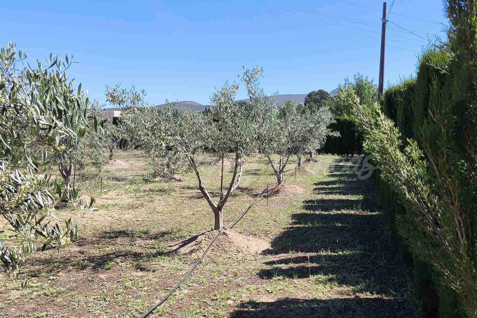 5 bedroom Terraced Villa for sale in Yecla with pool garage - € 649,000 (Ref: 9866229)