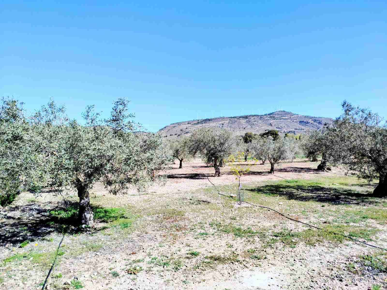 2 slaapkamer Finca/Landhuis te koop in Caudete met zwembad garage - € 159.500 (Ref: 9866338)