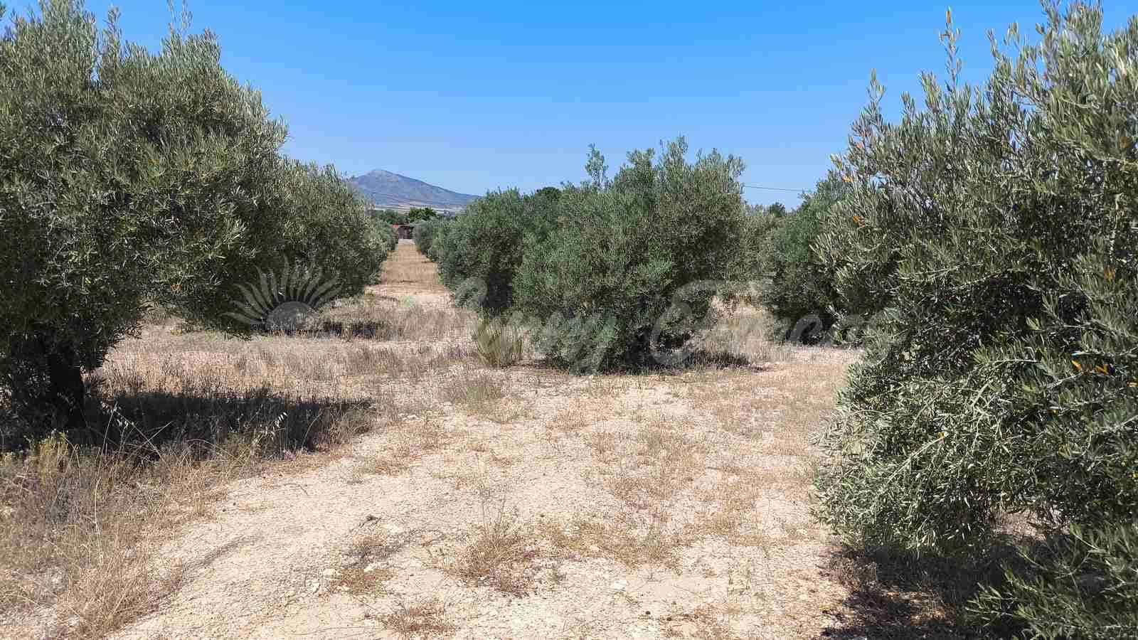 Grunde uden byggetilladelser til salg i Yecla - € 69.900 (Ref: 9918991)
