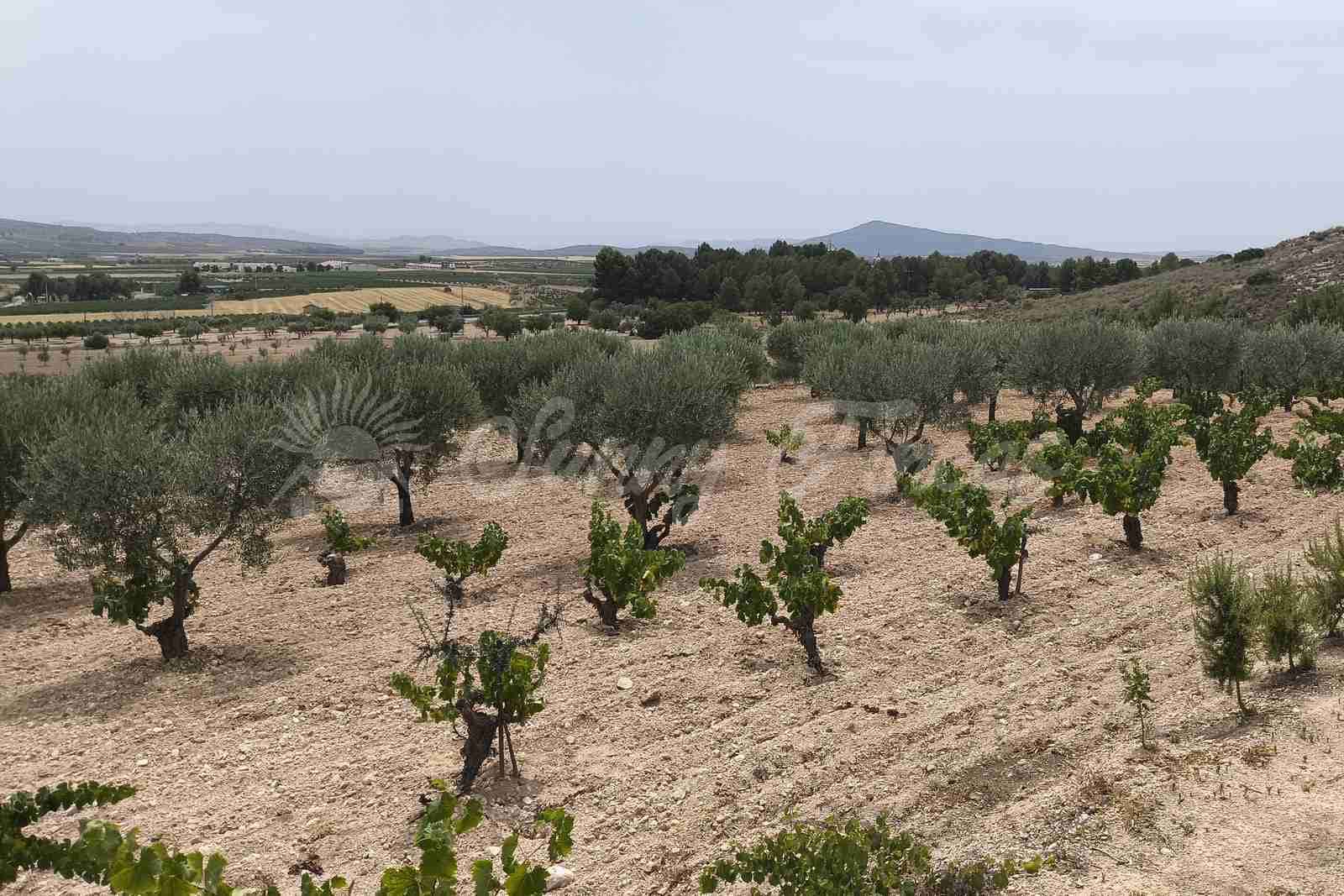 4 soveværelse Finca/Landehus til salg i Montealegre del Castillo med swimmingpool garage - € 210.000 (Ref: 9965929)