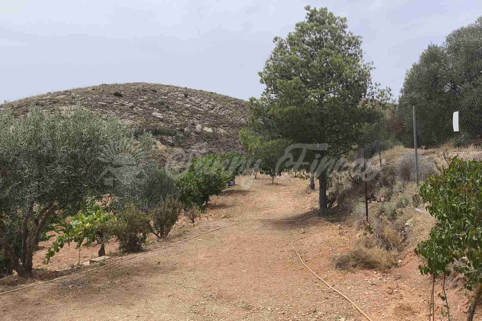4 soveværelse Finca/Landehus til salg i Montealegre del Castillo med swimmingpool garage - € 210.000 (Ref: 9965929)