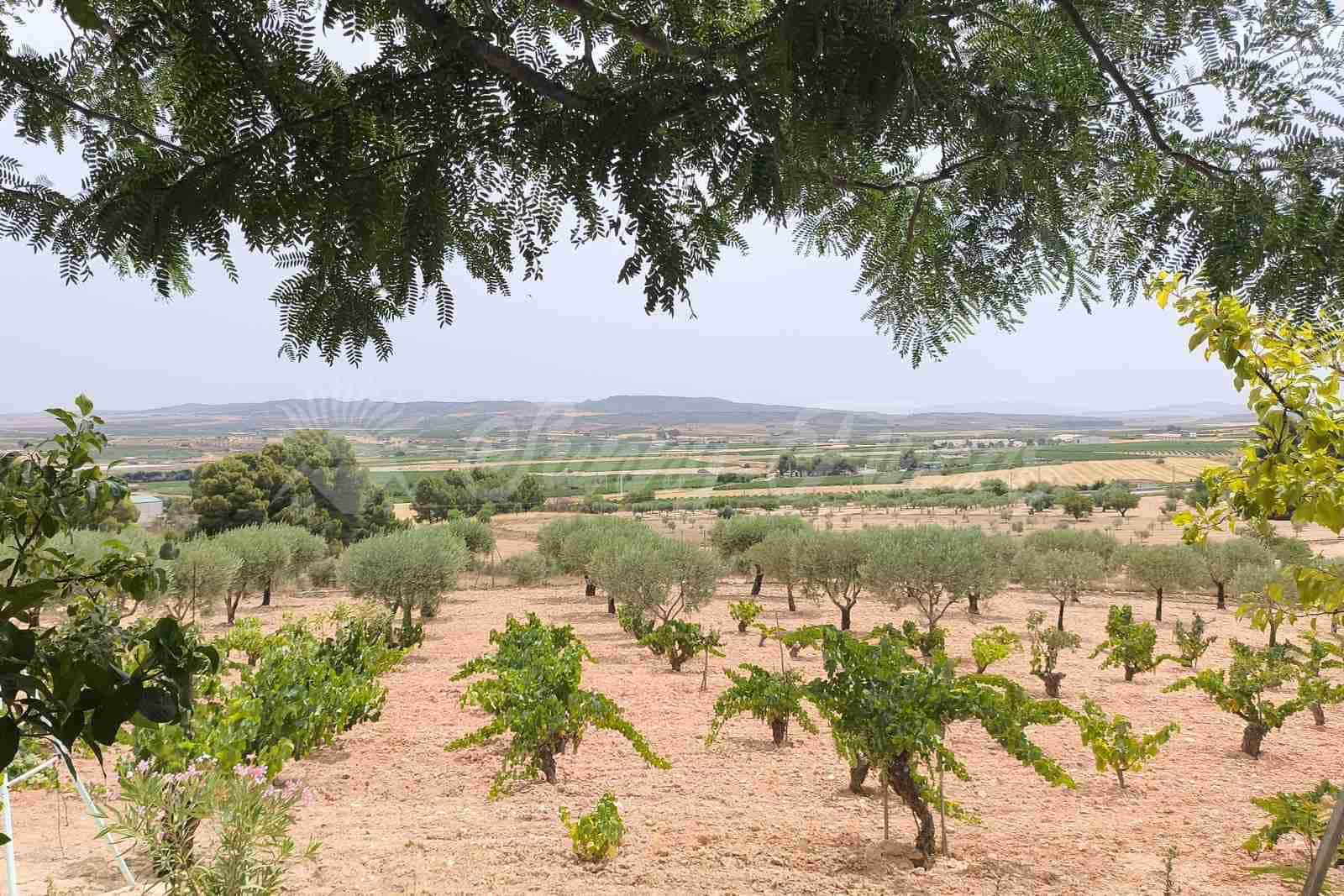 4 soveværelse Finca/Landehus til salg i Montealegre del Castillo med swimmingpool garage - € 210.000 (Ref: 9965929)