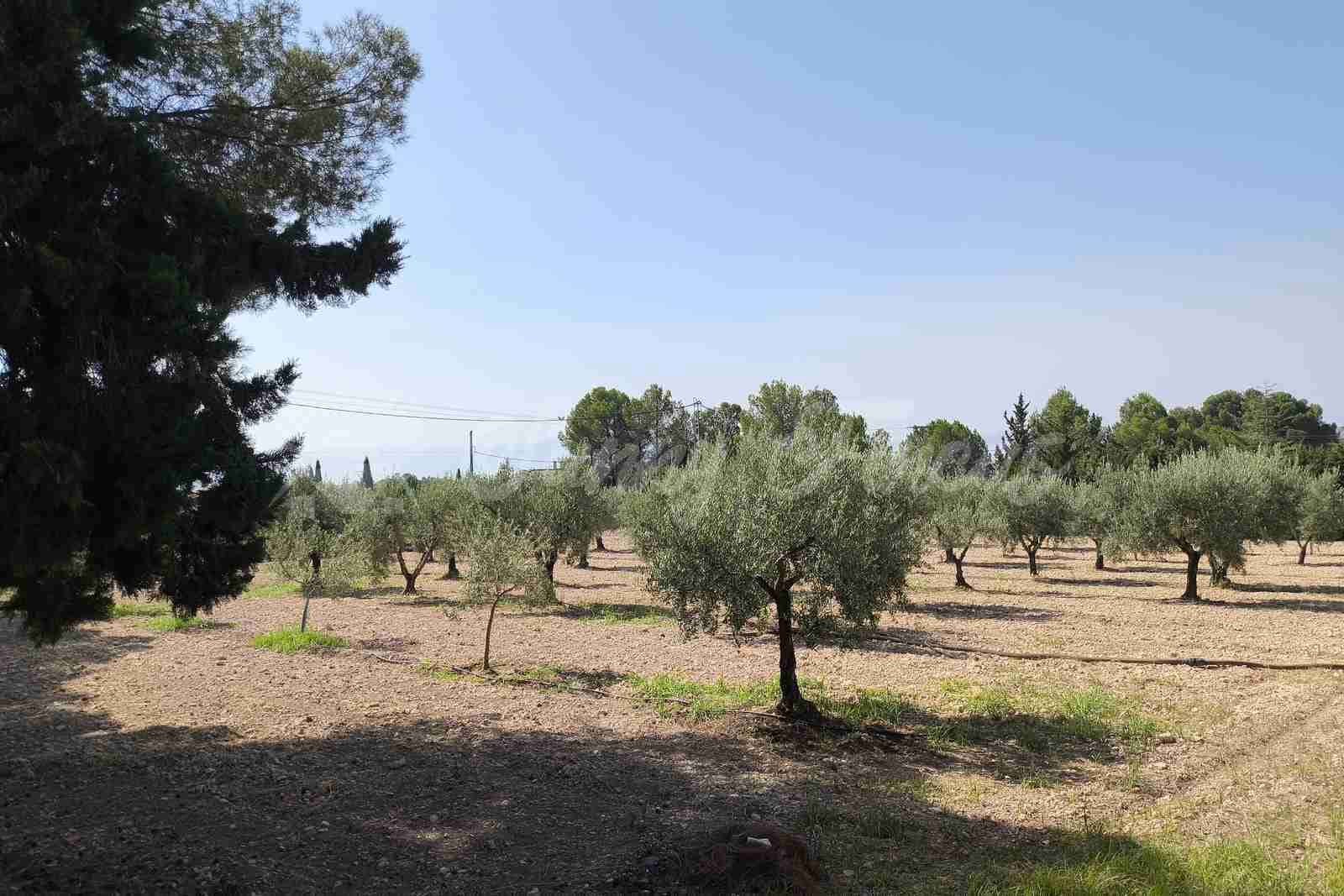4 Zimmer Finca/Landgut zu verkaufen in Yecla mit Pool Garage - 315.000 € (Ref: 9987229)