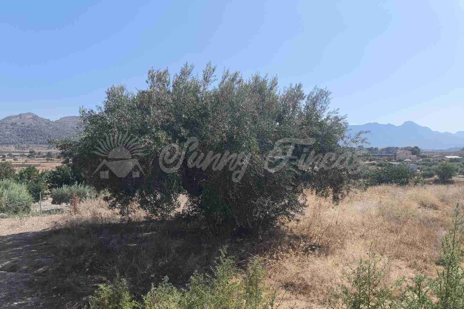 4 soverom Finca/Herregård til salgs i La Romana med garasje - € 149 000 (Ref: 9989410)