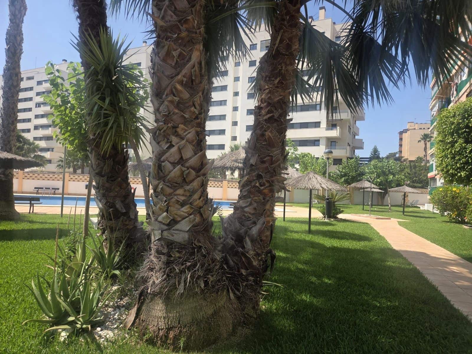 Studio do wynajęcia w Miasto Alicante / Alacant z basenem - 895 € (Ref: 10018269)