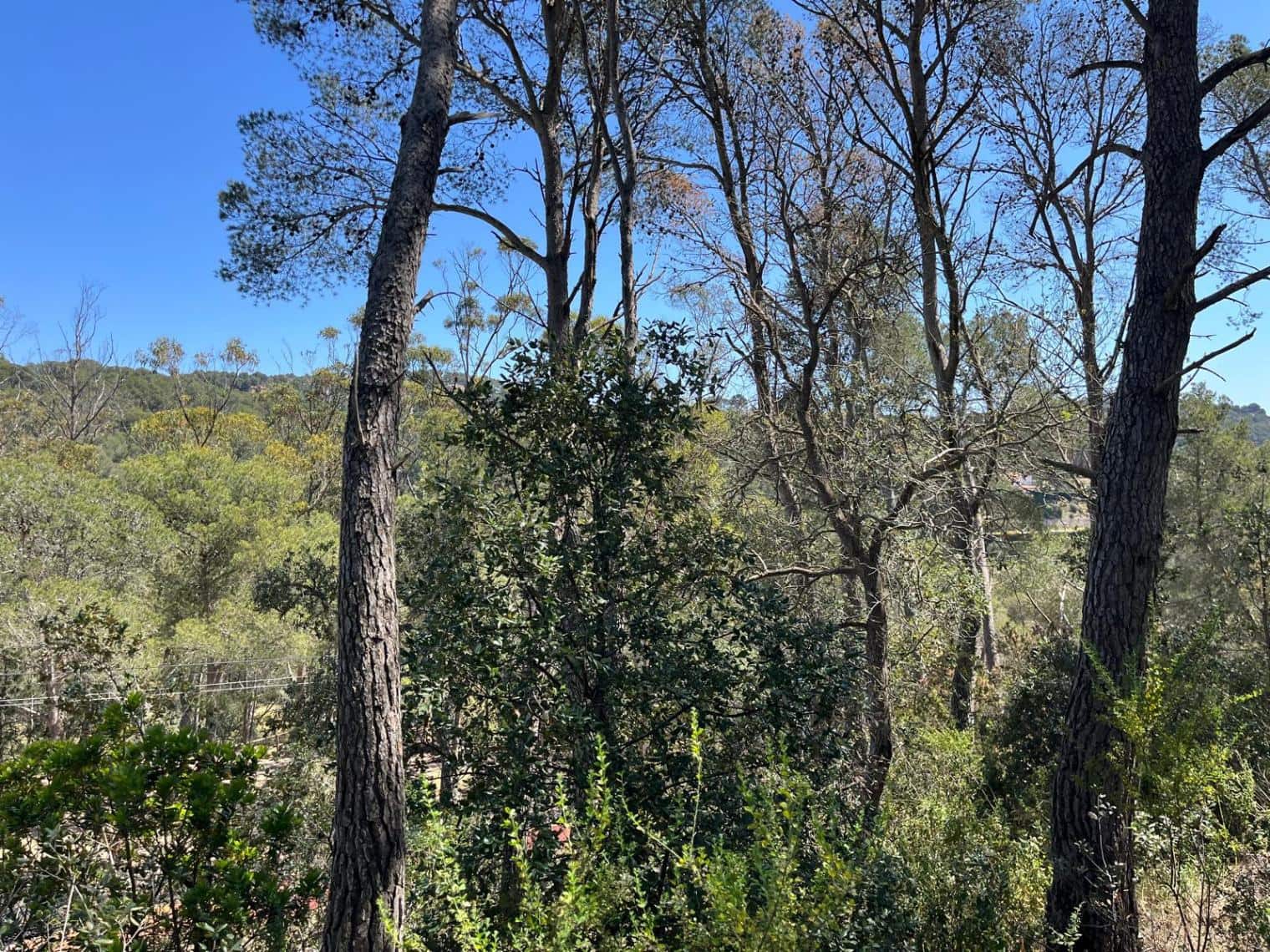 Bouwgrond te koop in Tamariu - € 320.000 (Ref: 8585385)