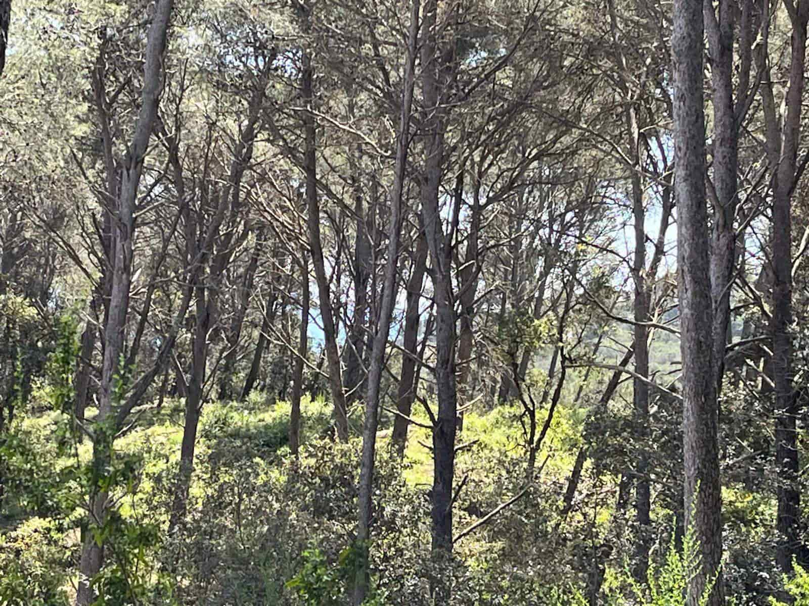 Bouwgrond te koop in Tamariu - € 320.000 (Ref: 8585385)