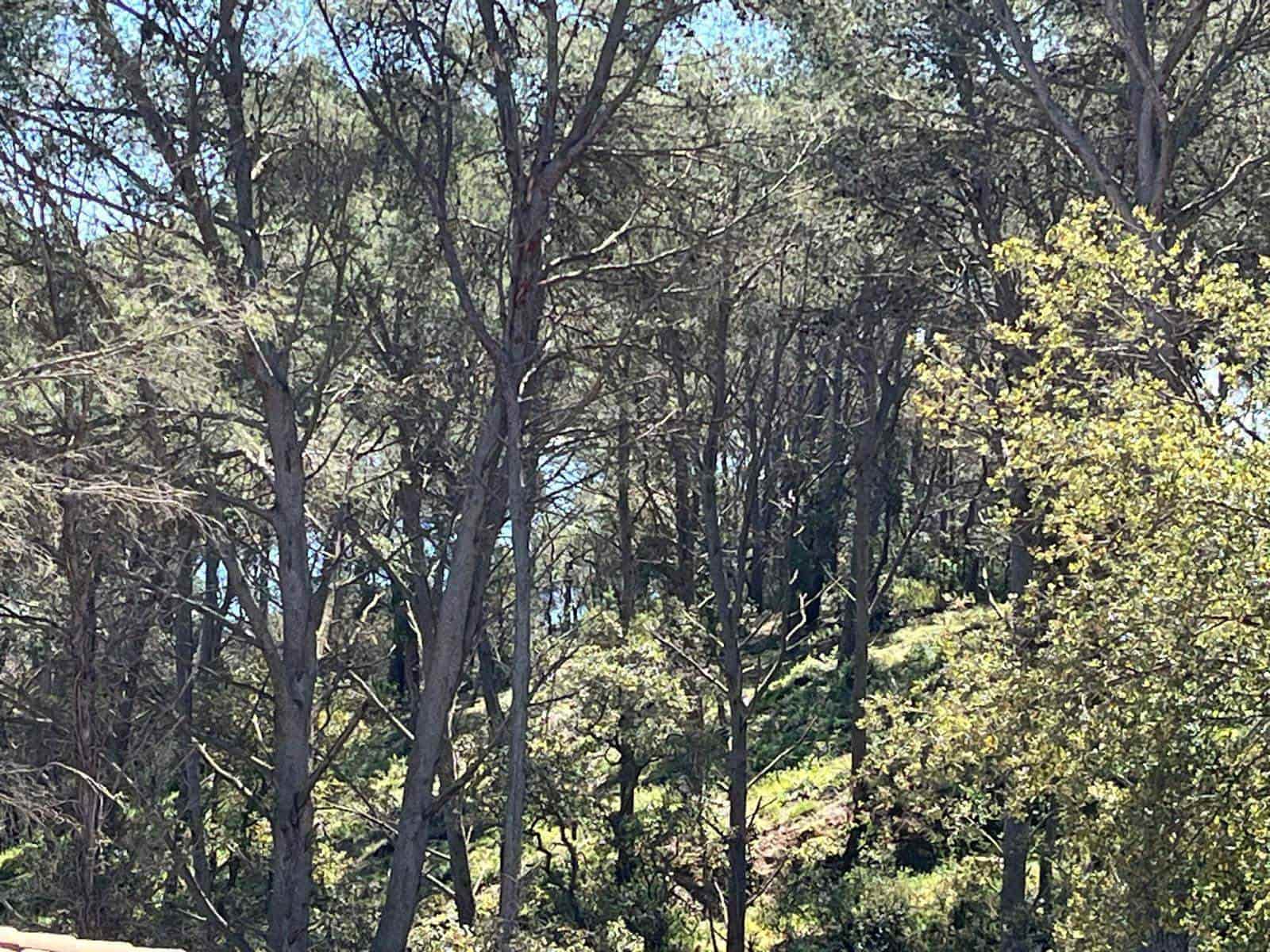 Bouwgrond te koop in Tamariu - € 320.000 (Ref: 8585385)