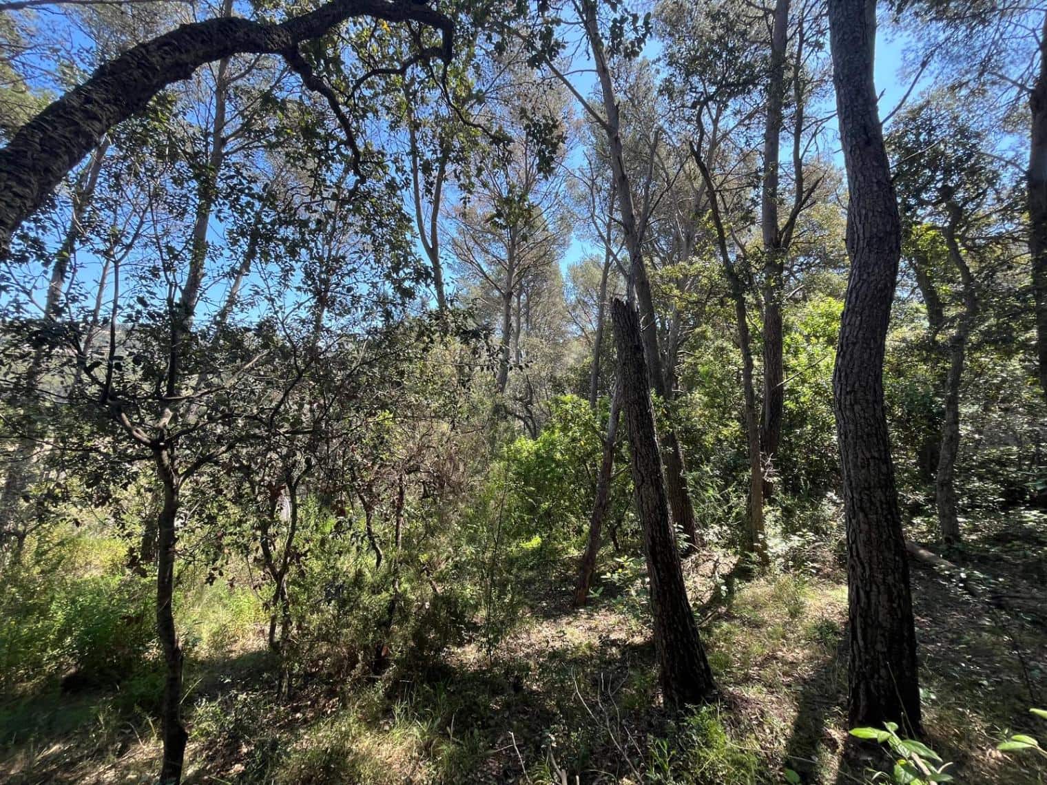 Bouwgrond te koop in Tamariu - € 320.000 (Ref: 8585385)