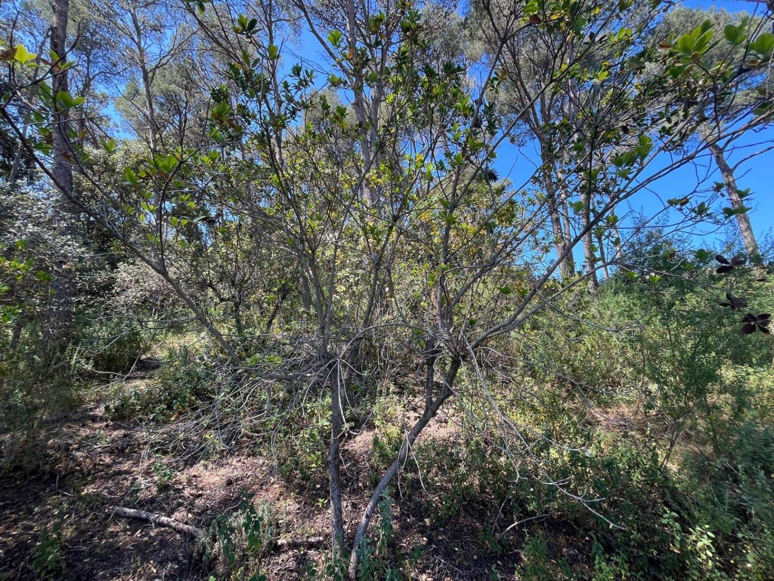 Bouwgrond te koop in Tamariu - € 320.000 (Ref: 8585385)