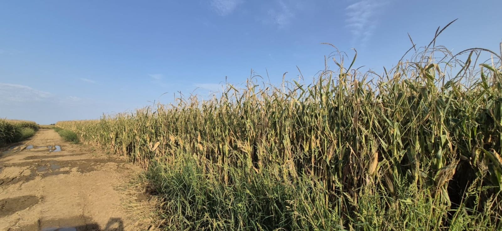 Finca/Landehus til salg i Vilamalla - € 3.900.000 (Ref: 8586816)