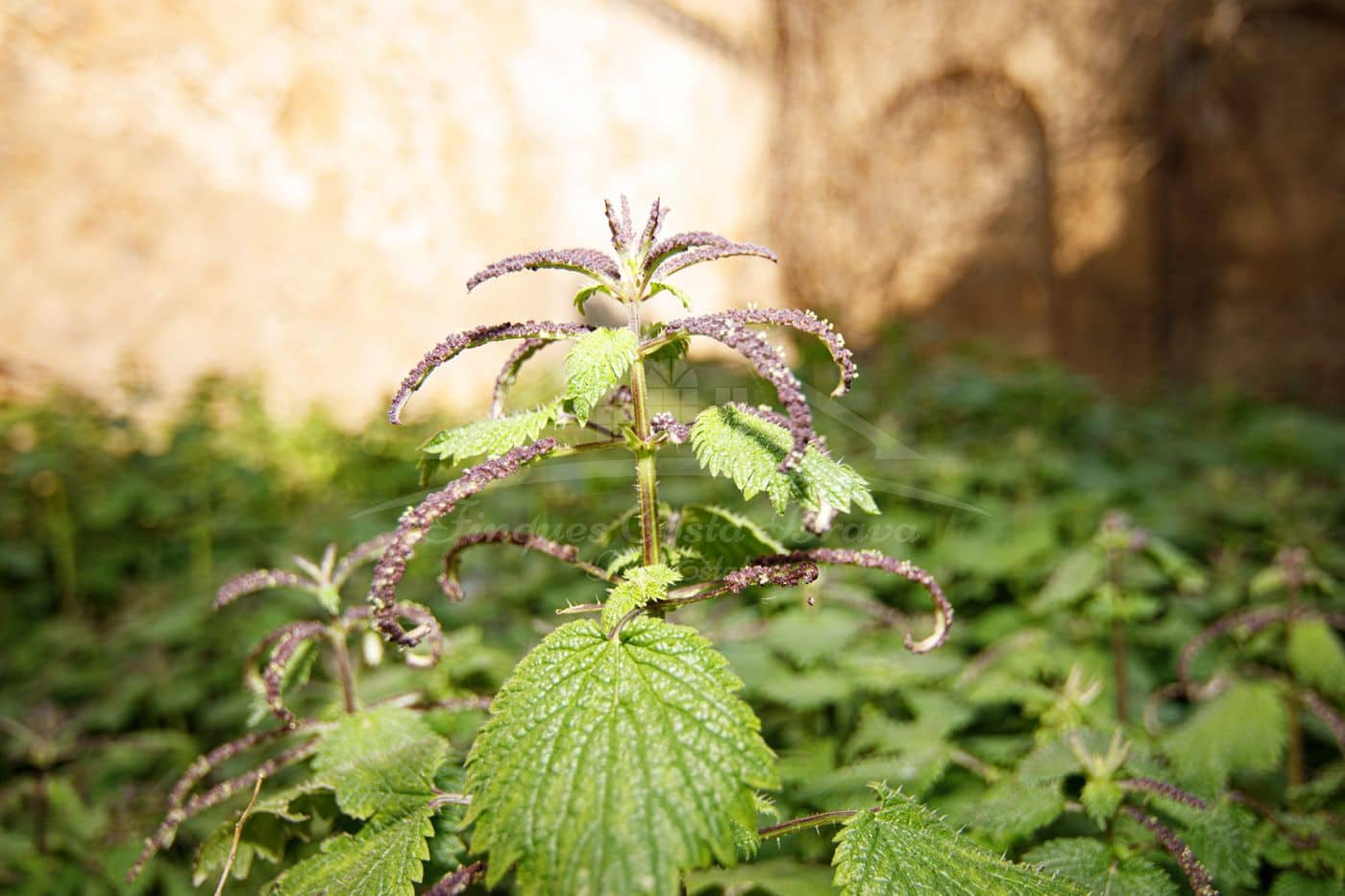 6 soveværelse Byhus til salg i Torroella de Montgri - € 875.000 (Ref: 8586843)