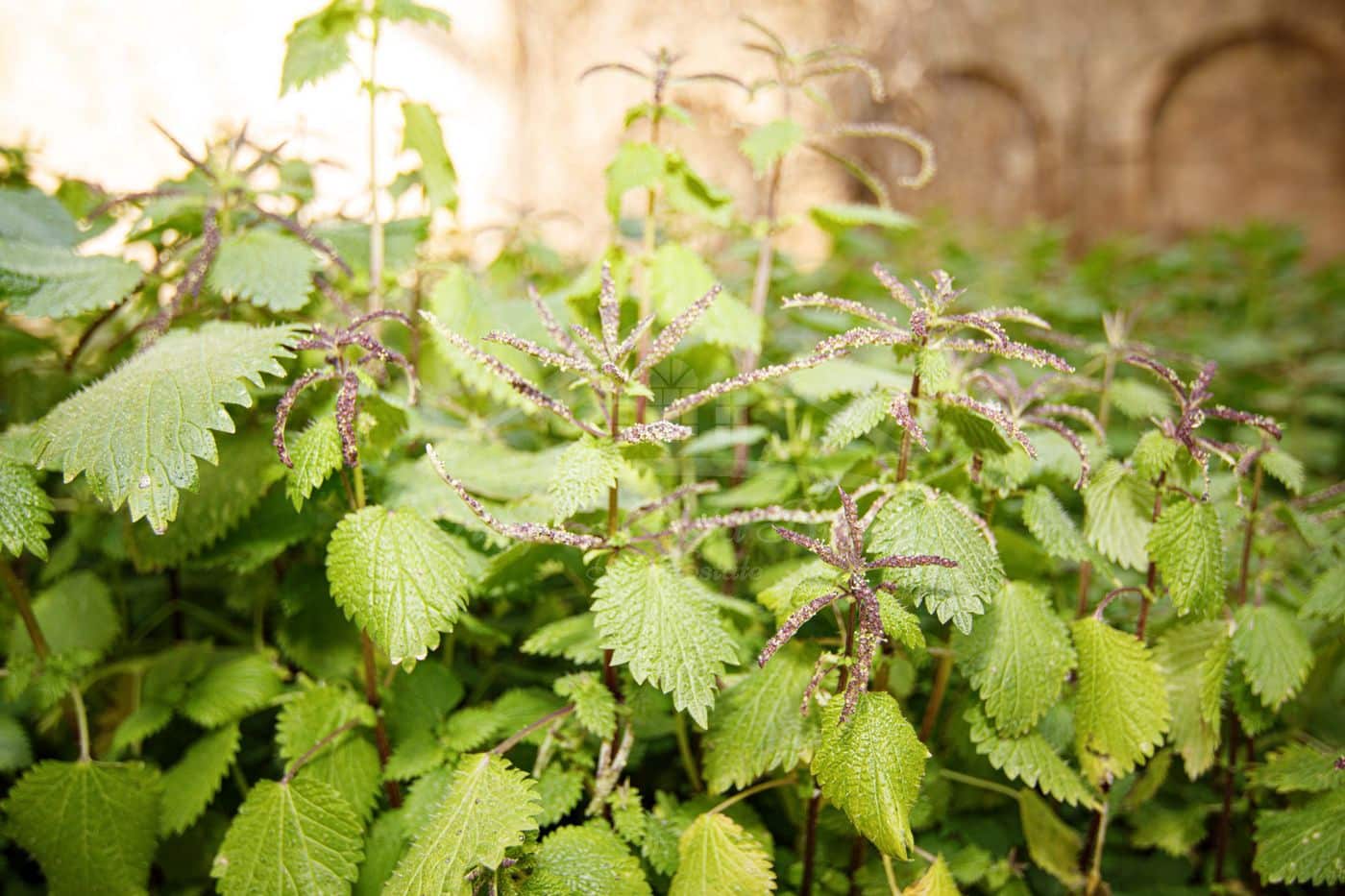 6 soveværelse Byhus til salg i Torroella de Montgri - € 875.000 (Ref: 8586843)