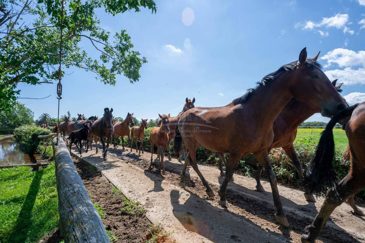 23 sypialnia Finka/Dom wiejski na sprzedaż w Figueres z garażem - 11 000 000 € (Ref: 9115552)