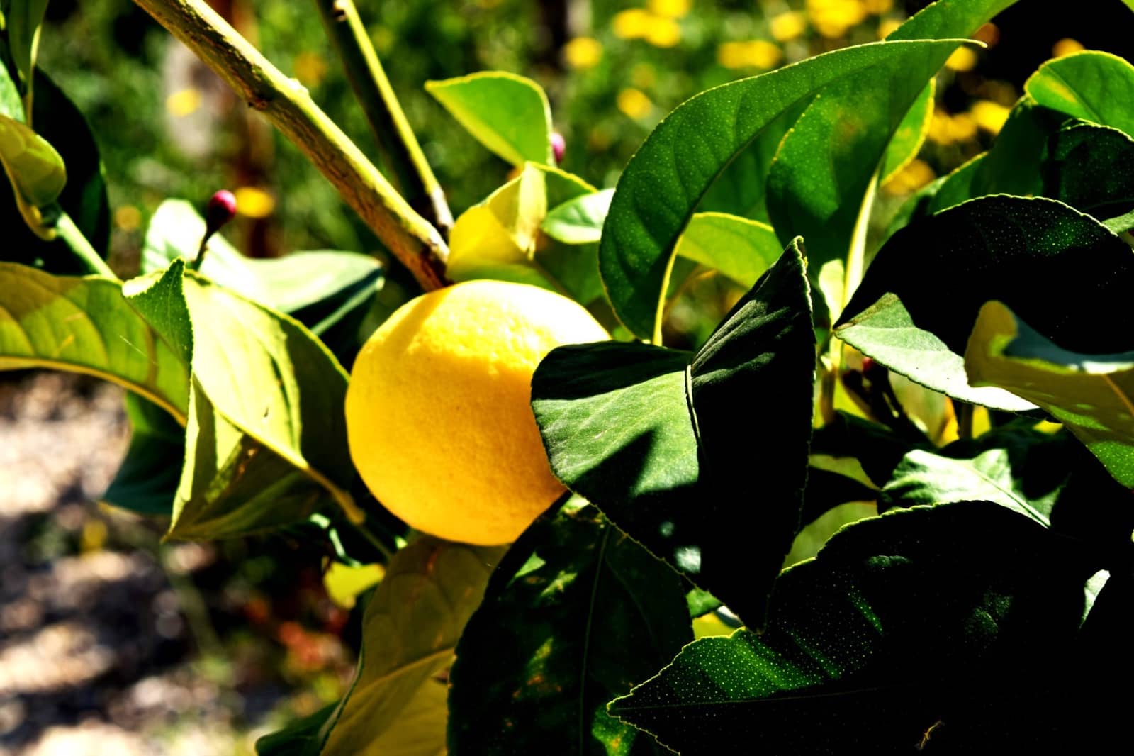 Building Plot for sale in Cabra del Camp - € 50,000 (Ref: 9720837)