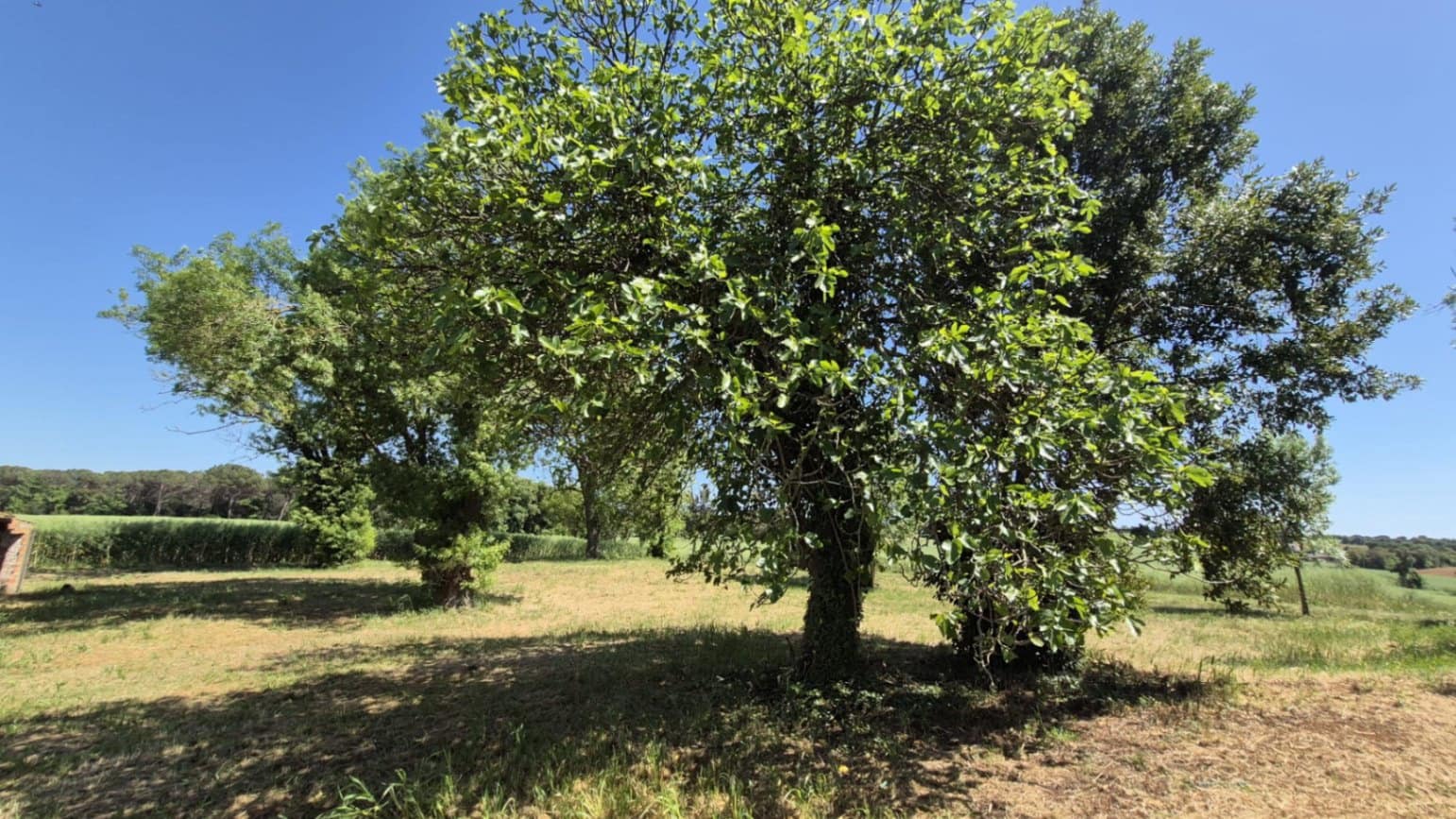 Quinta/Casa Rural para venda em Caldes de Malavella - 500 000 € (Ref: 9807002)