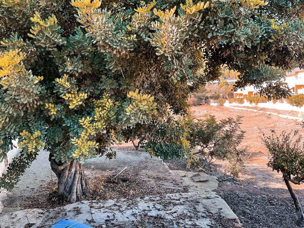 Building Plot for sale in Naquera - € 425,000 (Ref: 9867333)