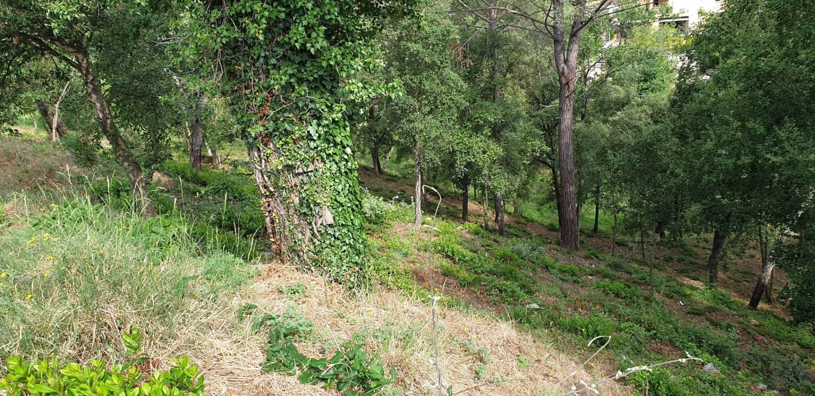 Solar/Parcela en Tordera en venta - 15.000 € (Ref: 9552789)