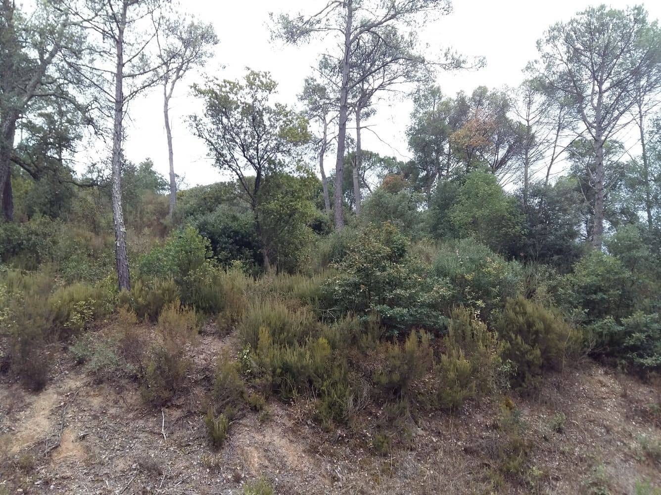 Solar/Parcela en Tordera en venta - 16.000 € (Ref: 9552798)