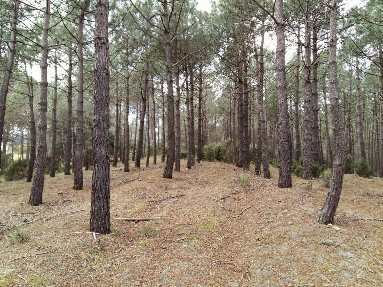 Mark till salu i Tordera - 55 000 € (Ref: 9552799)