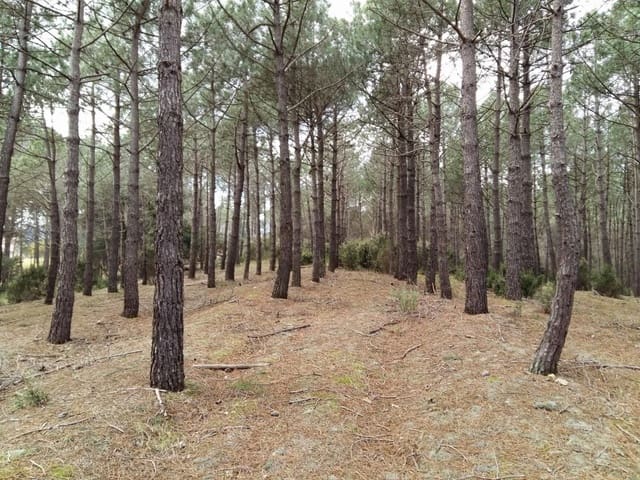 Mark till salu i Tordera - 55 000 € (Ref: 9552799)