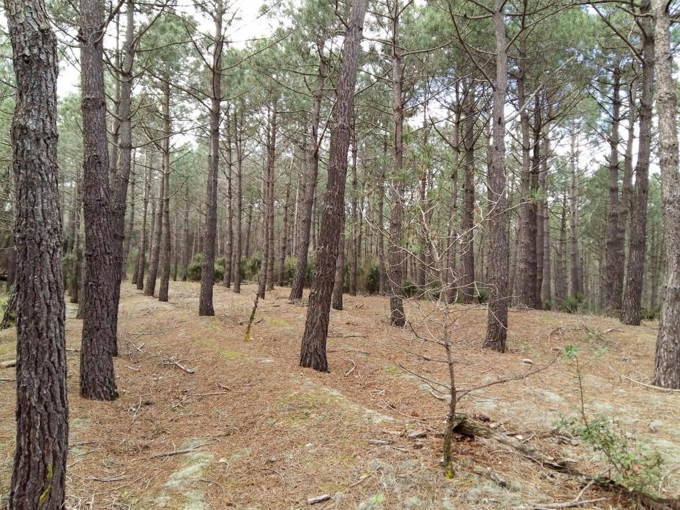 Mark till salu i Tordera - 55 000 € (Ref: 9552799)