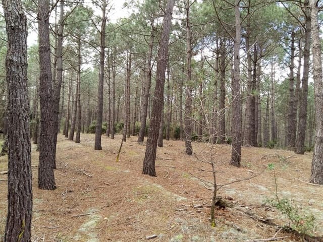 Mark till salu i Tordera - 55 000 € (Ref: 9552799)