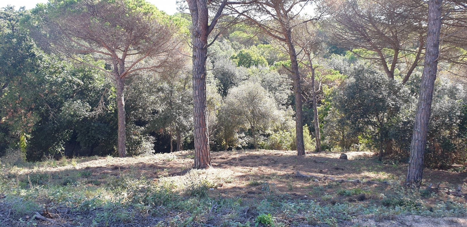 Mark till salu i Tordera - 80 000 € (Ref: 9552801)