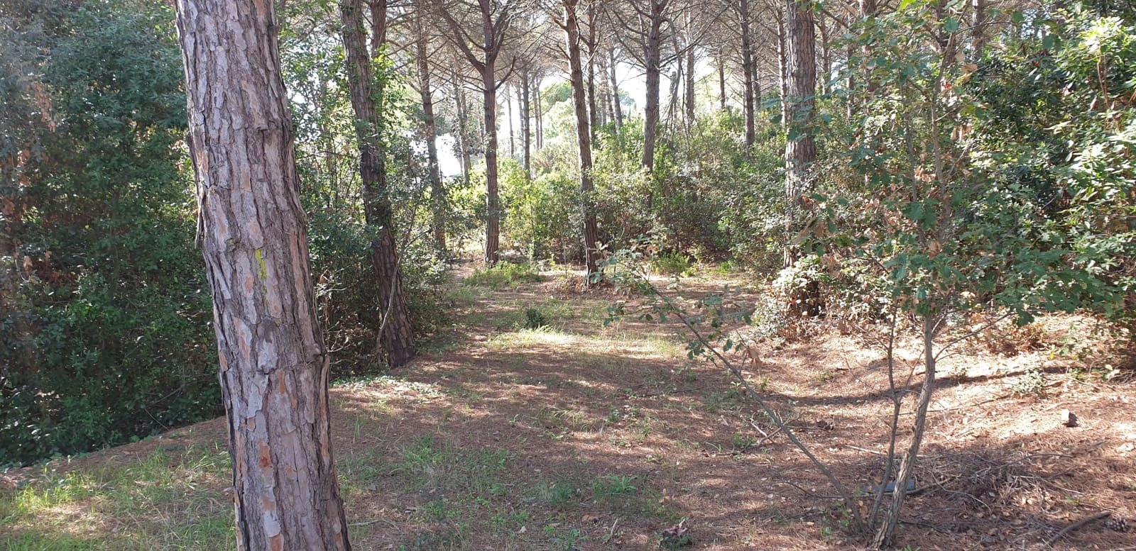 Mark till salu i Tordera - 80 000 € (Ref: 9552801)