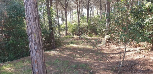 Mark till salu i Tordera - 80 000 € (Ref: 9552801)