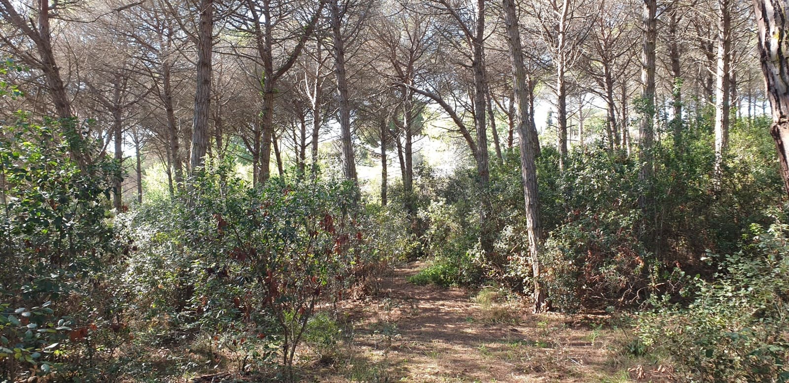 Mark till salu i Tordera - 80 000 € (Ref: 9552801)