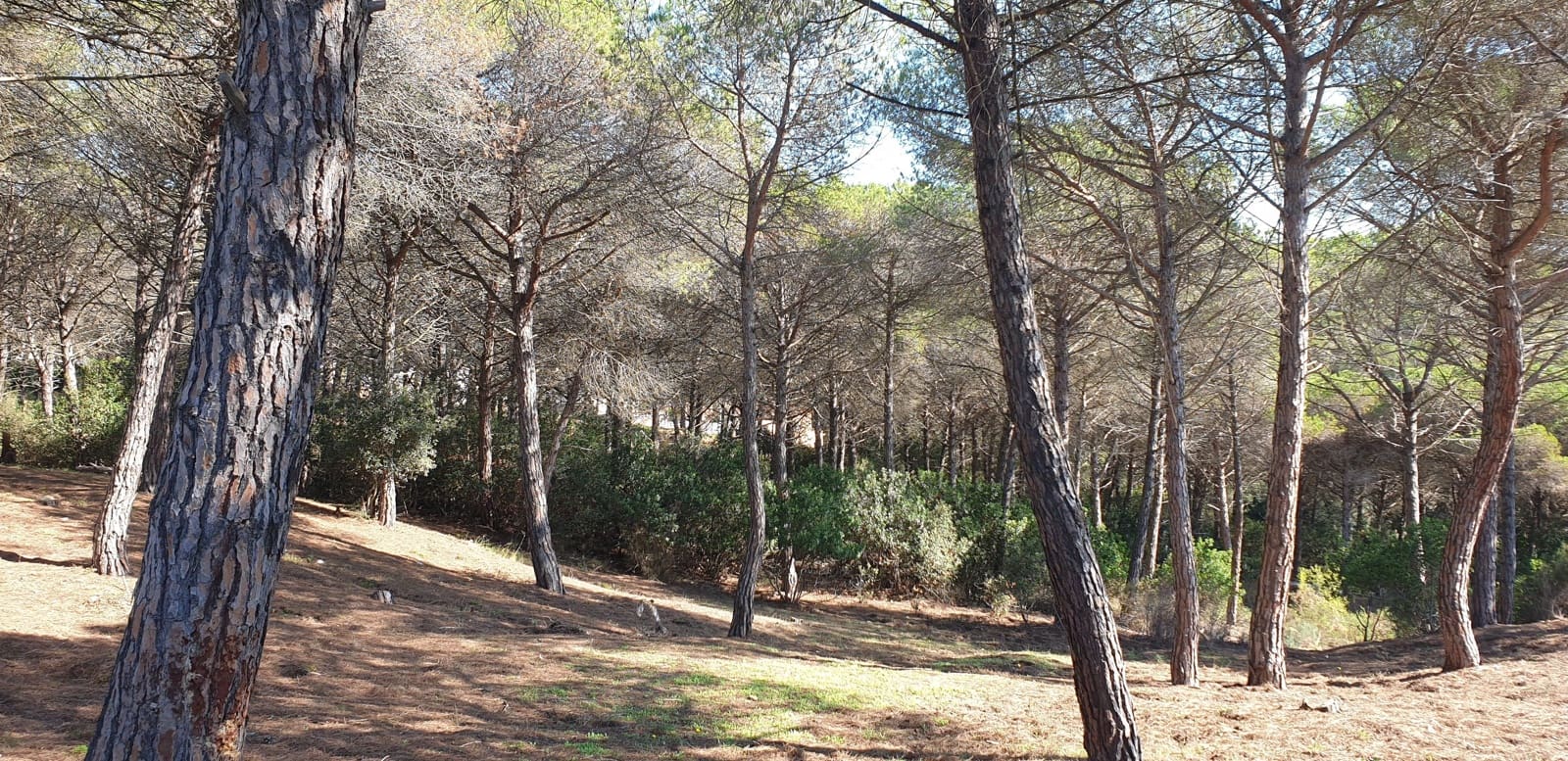 Mark till salu i Tordera - 80 000 € (Ref: 9552801)