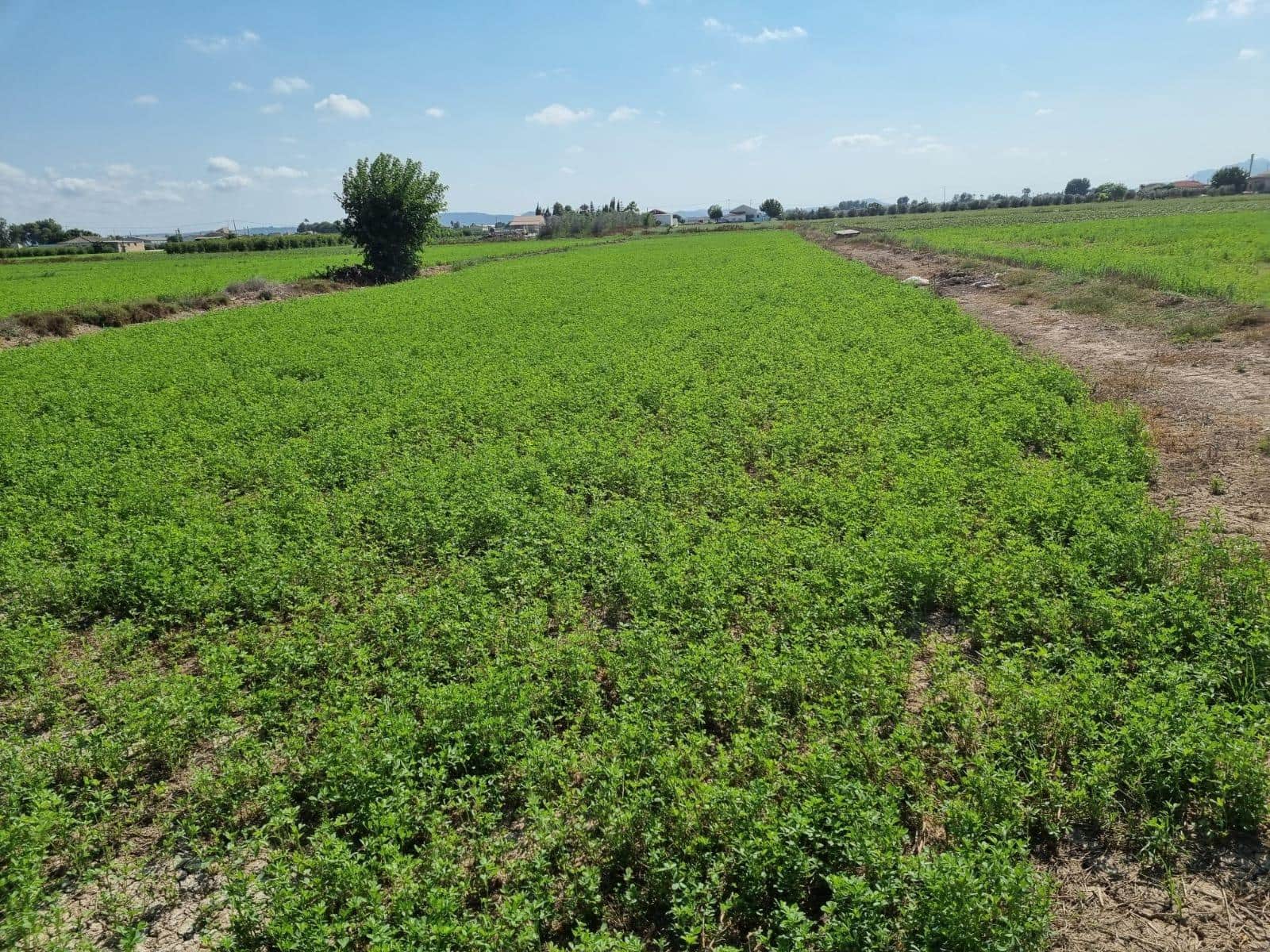 Finca/Country House for sale in Dolores - € 119,000 (Ref: 9437878)