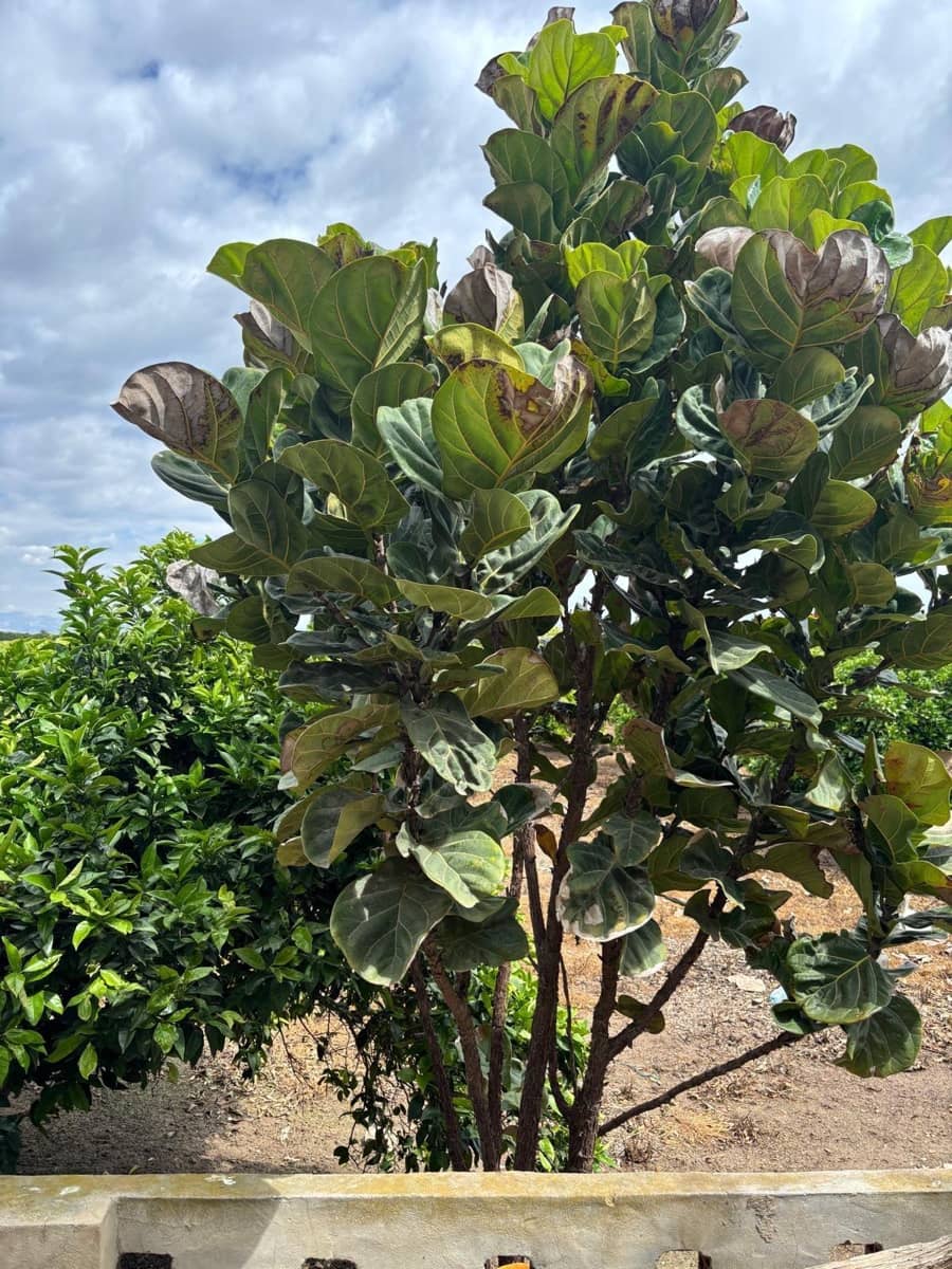 Finca/Country House for sale in Guardamar del Segura - € 214,000 (Ref: 9437899)