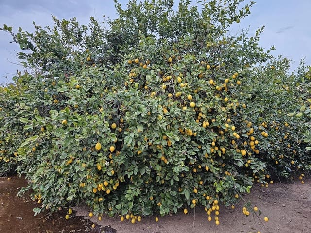 Terre non Aménagée à vendre à Los Montesinos - 500 000 € (Ref: 9437901)