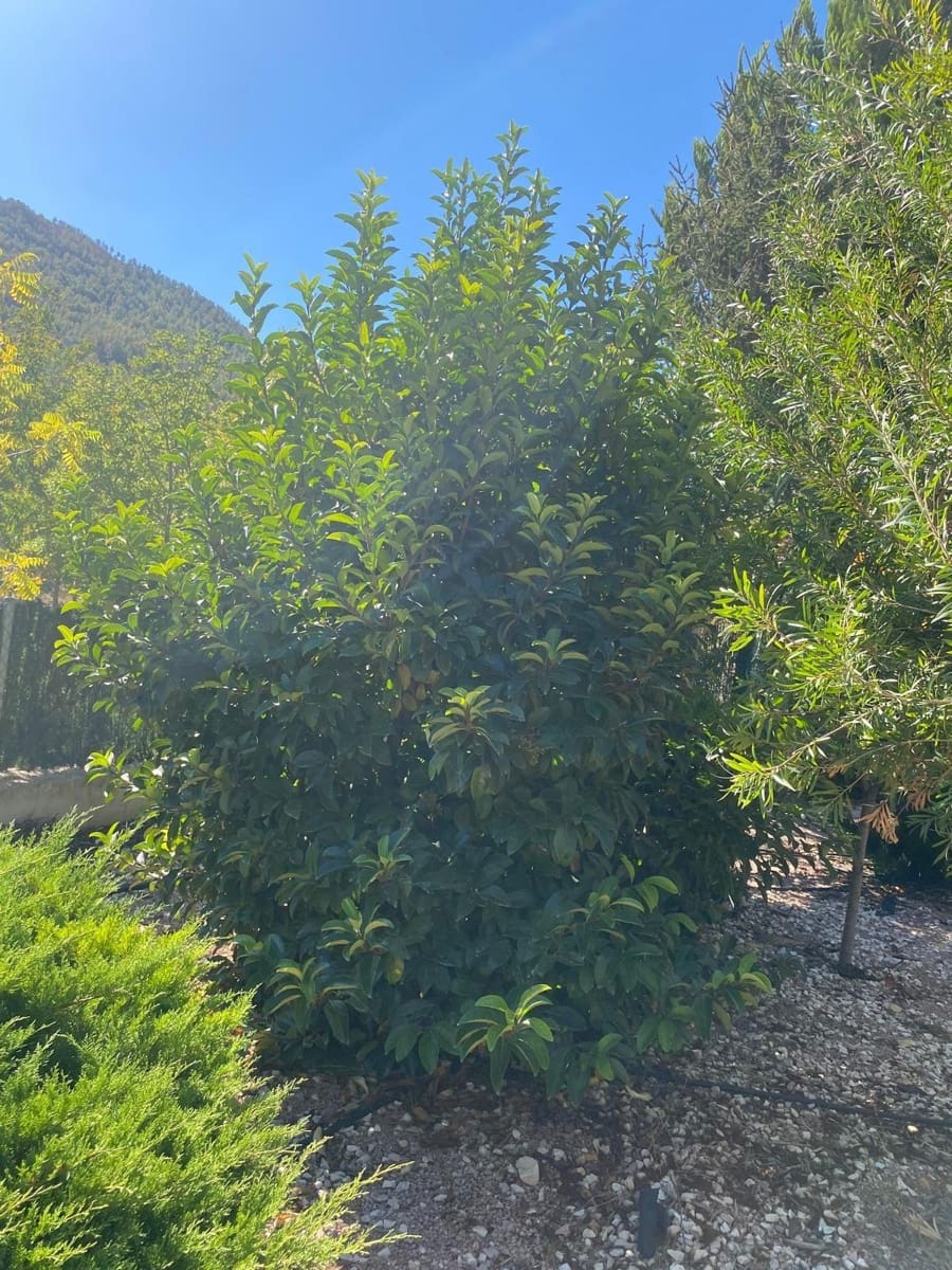 3 bedroom Finca/Country House for sale in Bullas with garage - € 270,000 (Ref: 9437905)