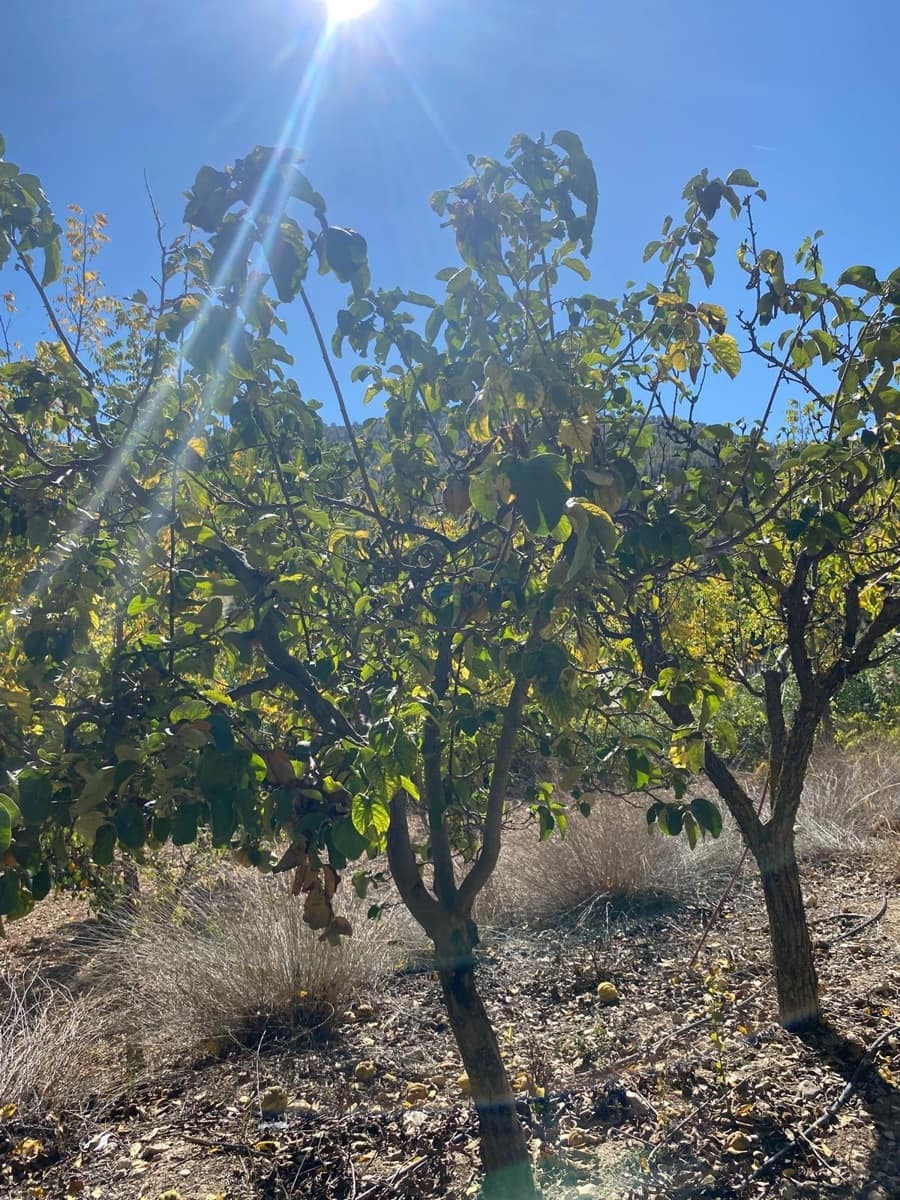 3 bedroom Finca/Country House for sale in Bullas with garage - € 270,000 (Ref: 9437905)