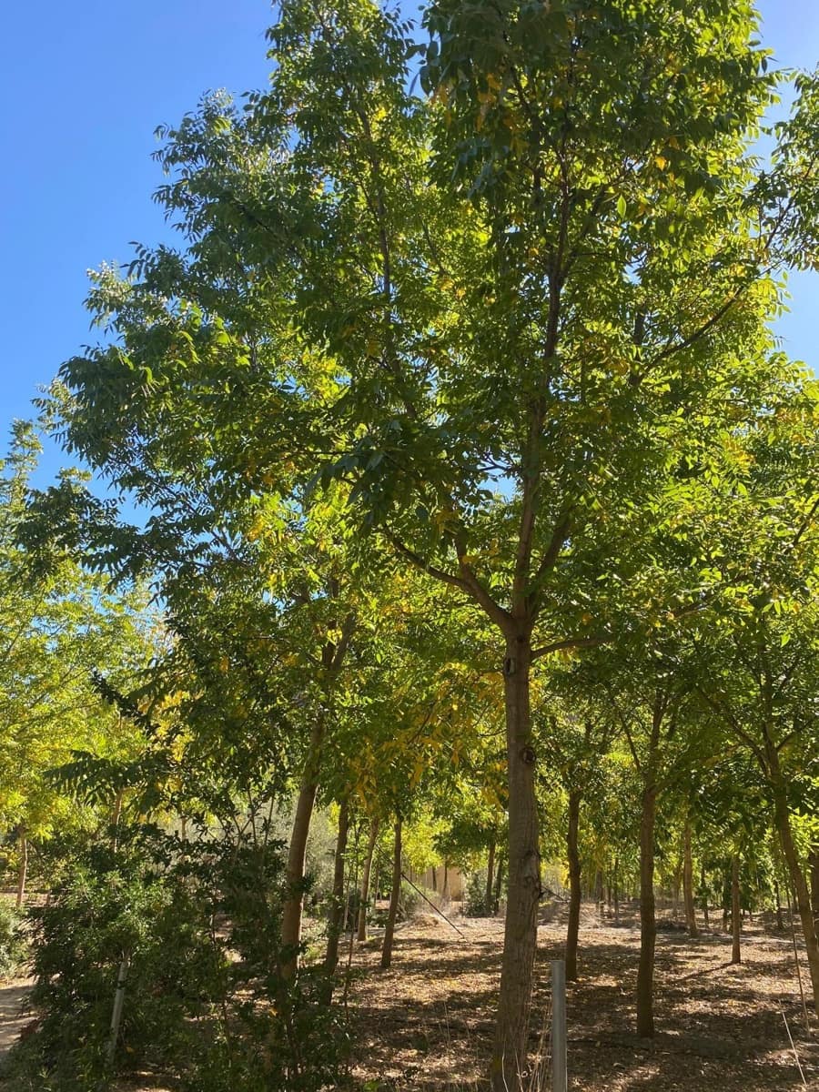 3 bedroom Finca/Country House for sale in Bullas with garage - € 270,000 (Ref: 9437905)