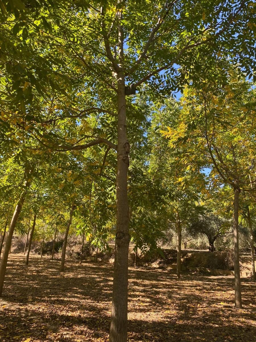 3 bedroom Finca/Country House for sale in Bullas with garage - € 270,000 (Ref: 9437905)