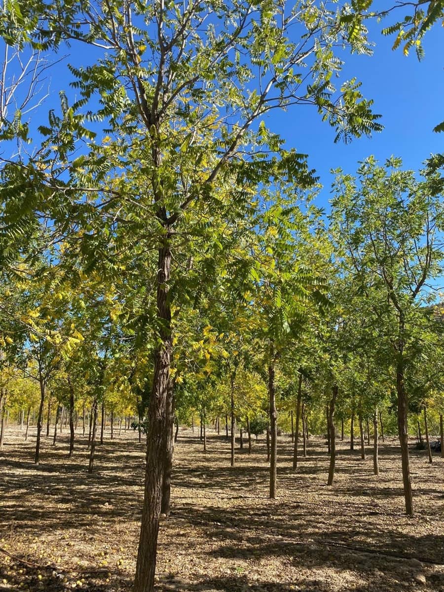 3 bedroom Finca/Country House for sale in Bullas with garage - € 270,000 (Ref: 9437905)