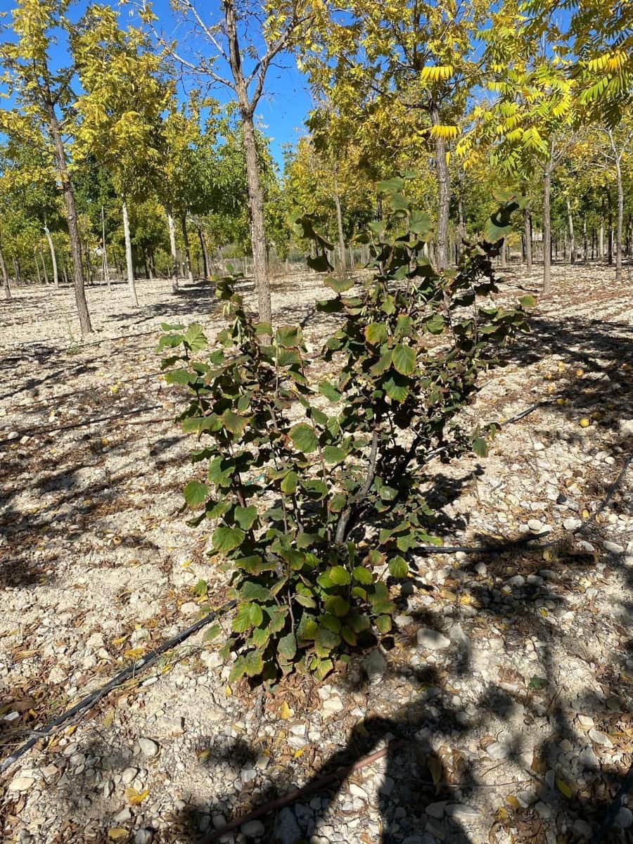 3 bedroom Finca/Country House for sale in Bullas with garage - € 270,000 (Ref: 9437905)